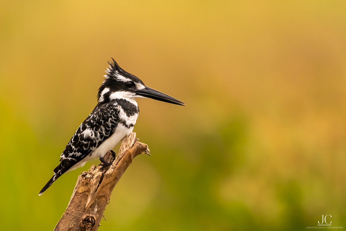 Example of visual style of Wildlife Photography